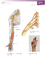 Sobotta Atlas of Human Anatomy  Head,Neck,Upper Limb Volume1 2006, page 226